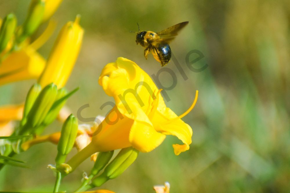 June 2024 146 Photography Art | Photos By Regan