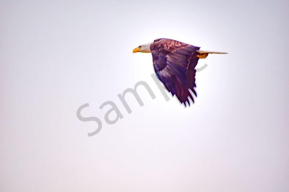 January 2024 82 Photography Art | Photos By Regan