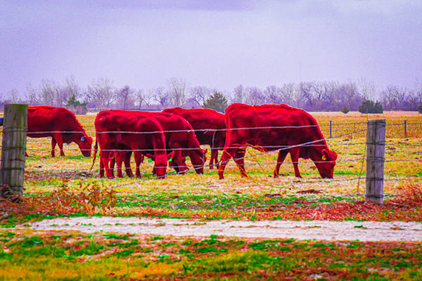 Nebraska Trip 4 2 Photography Art | Photos By Regan