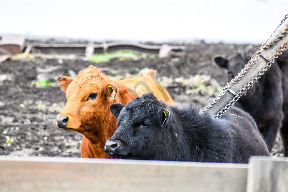 Osceola Farms 9 Photography Art | Photos By Regan