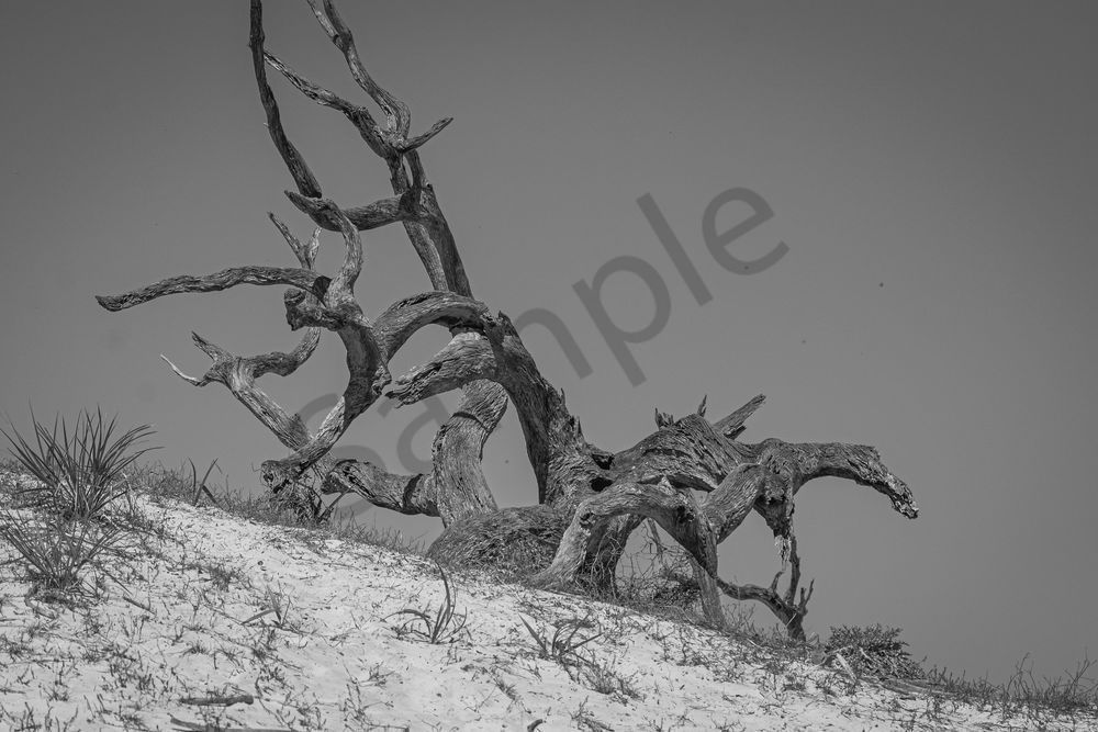 March 2025 398 Photography Art | Photos By Regan