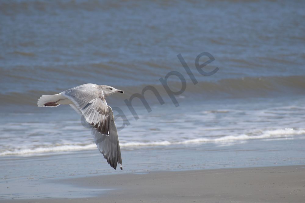 March 2025 385 Photography Art | Photos By Regan