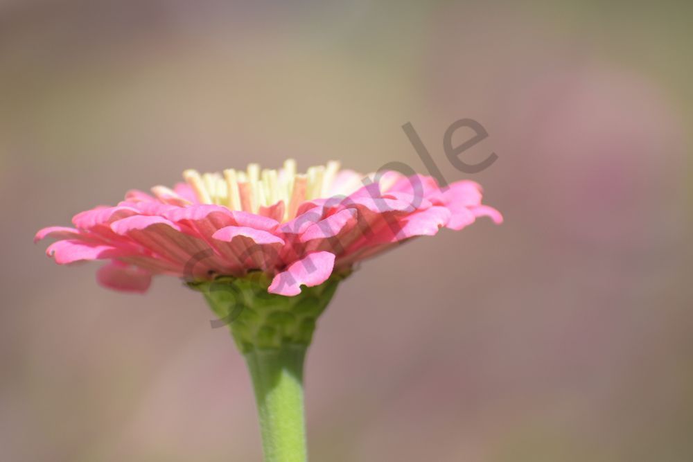 September 2025 1204 Photography Art | Photos By Regan