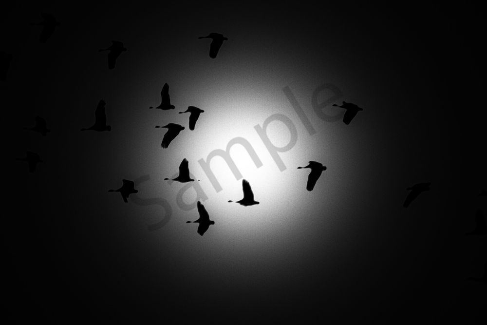 Sand Hill Cranes 46 Photography Art | Photos By Regan