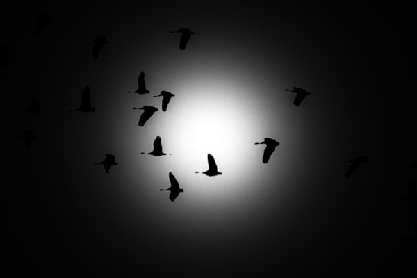 Sand Hill Cranes 46 Photography Art | Photos By Regan