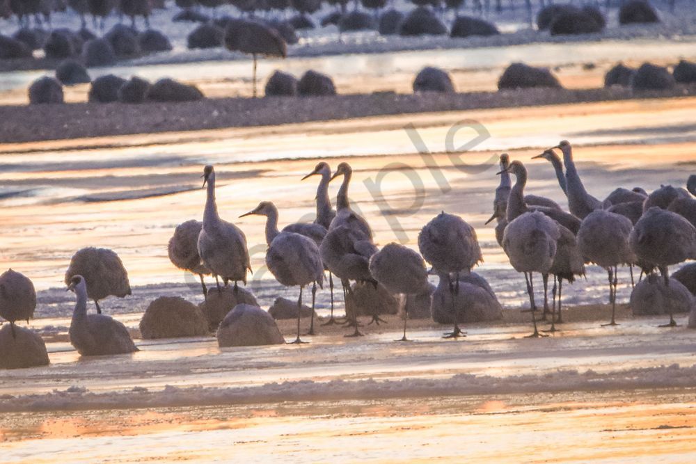 Sand Hill Cranes 54 Photography Art | Photos By Regan