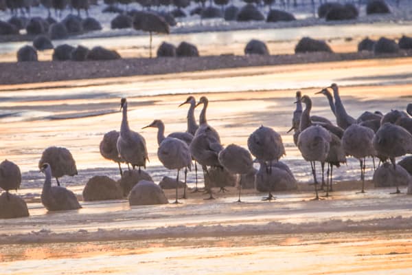 Sand Hill Cranes 54 Photography Art | Photos By Regan