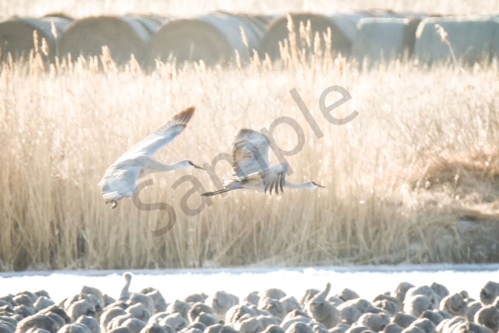 Sand Hill Cranes 1 Photography Art | Photos By Regan