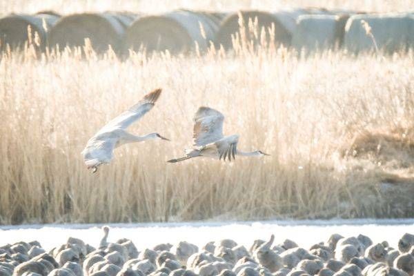 Sand Hill Cranes 1 Photography Art | Photos By Regan