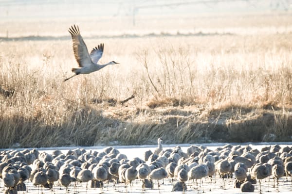 Sand Hill Cranes 3 Photography Art | Photos By Regan