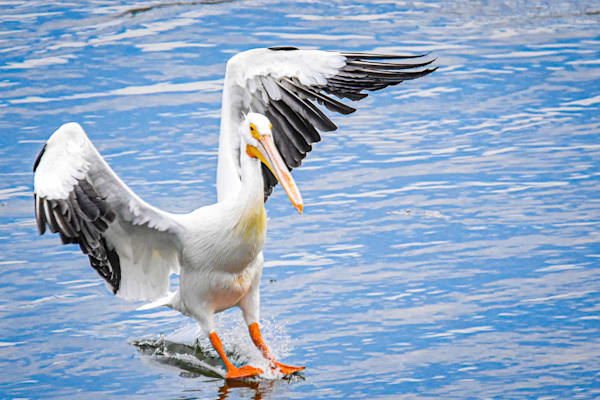 Pelicans 16.Jpg Photography Art | Photos By Regan