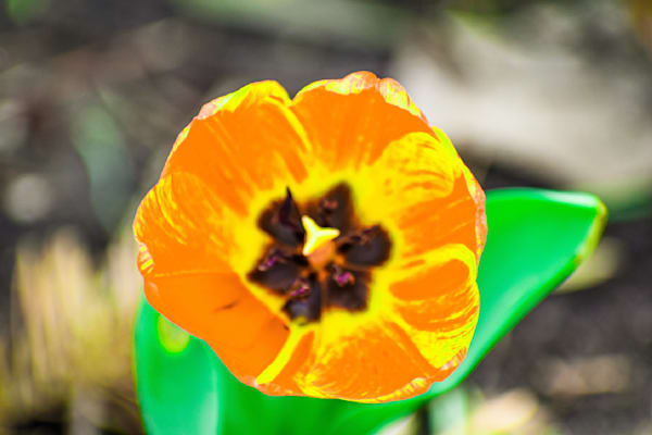 Pella 1 Photography Art | Photos By Regan