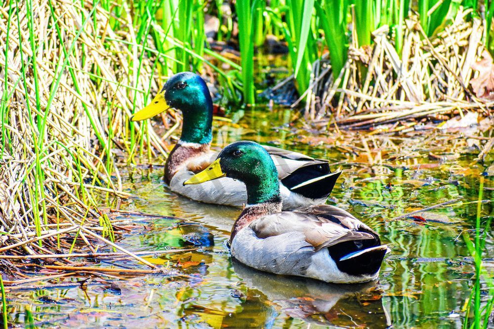 Pella 3 Photography Art | Photos By Regan