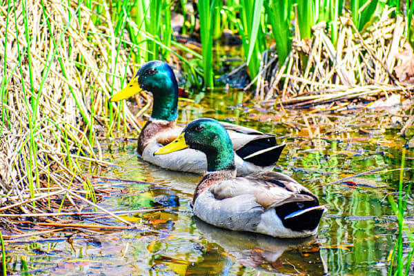 Pella 3 Photography Art | Photos By Regan