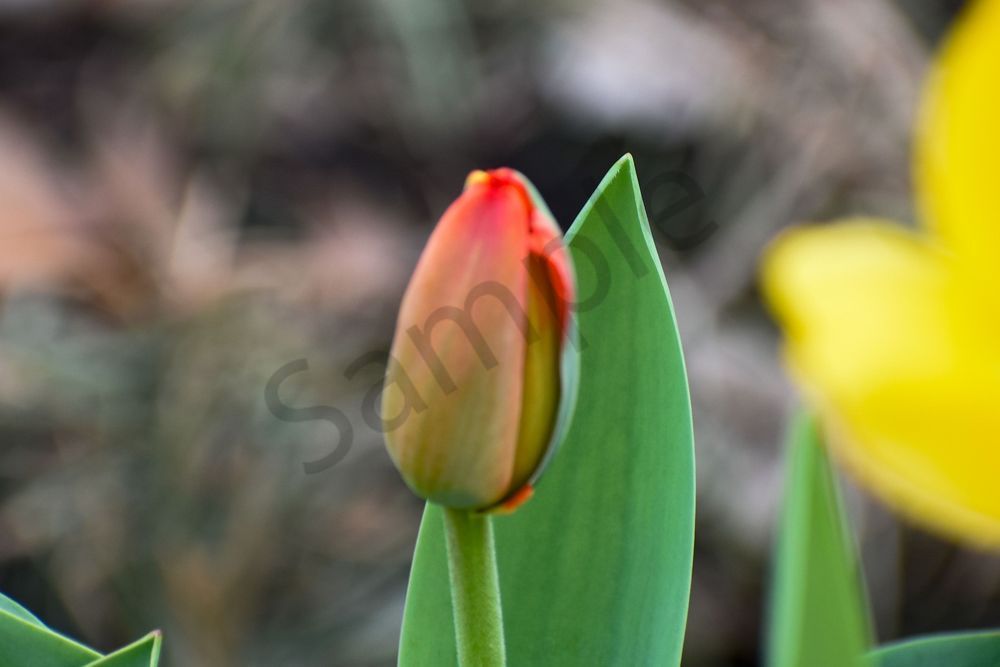 Pella 2 Photography Art | Photos By Regan