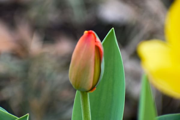 Pella 2 Photography Art | Photos By Regan