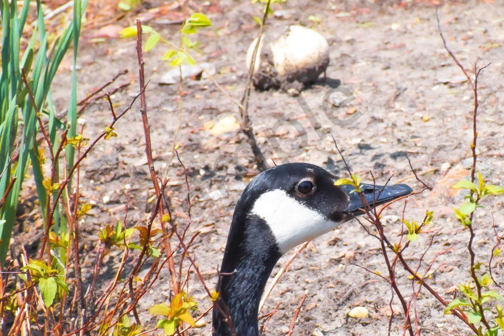 Pella 4 Photography Art | Photos By Regan