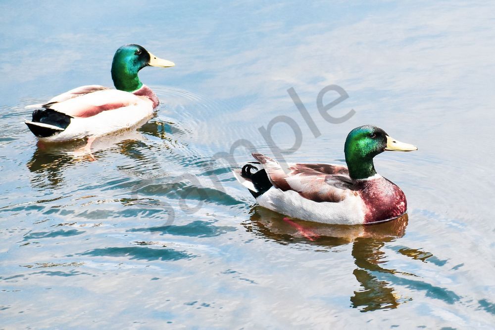 Pella 5 Photography Art | Photos By Regan