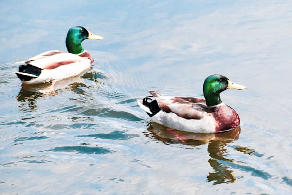 Pella 5 Photography Art | Photos By Regan