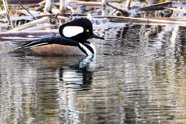 Waterfowl 22 Photography Art | Photos By Regan