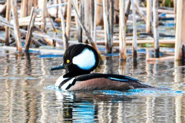Waterfowl 18 Photography Art | Photos By Regan