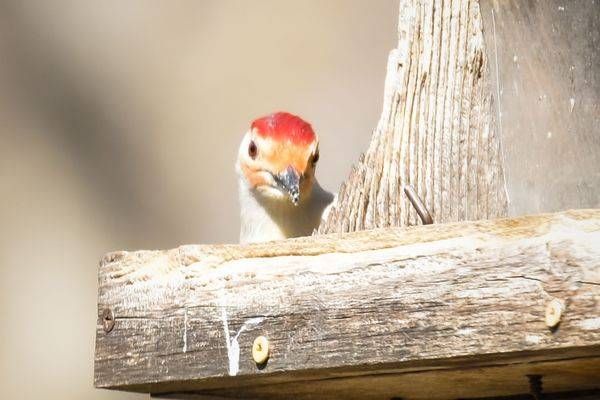 Walnut Woods 6 Photography Art | Photos By Regan