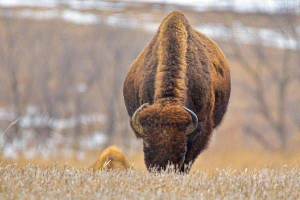 Wildlife 9.Jpg Photography Art | Photos By Regan