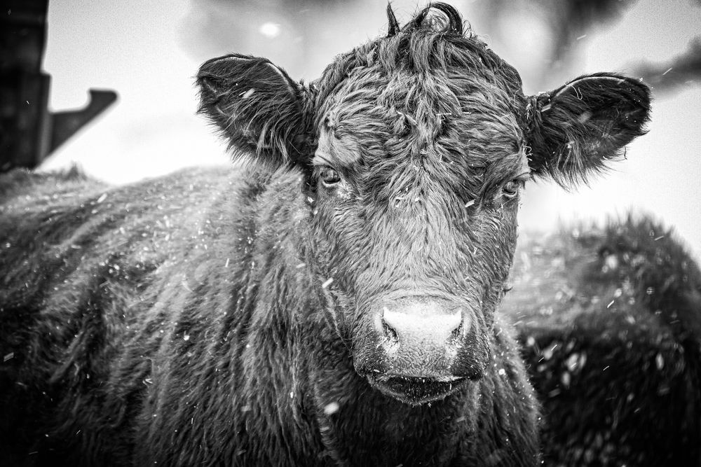 Wildlife 21.Jpg Photography Art | Photos By Regan