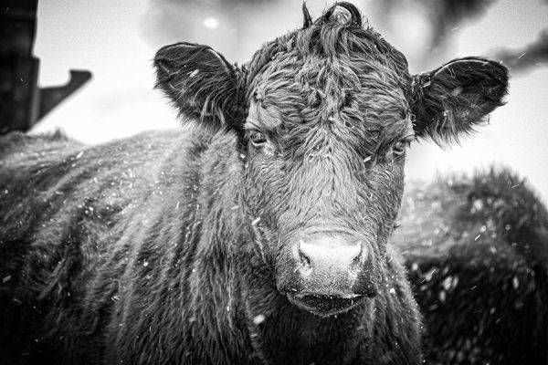 Wildlife 21.Jpg Photography Art | Photos By Regan