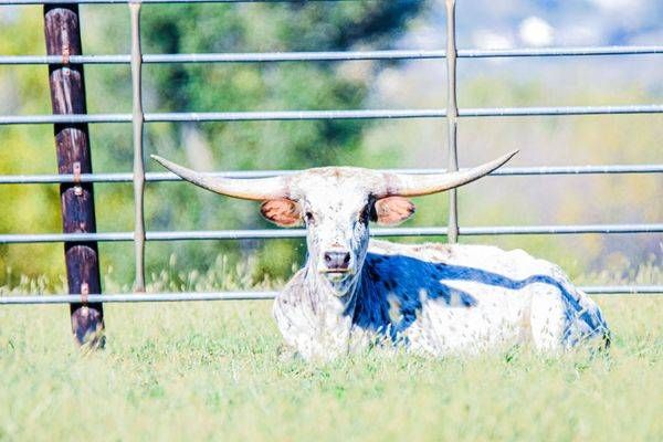 Wildlife 37.Jpg Photography Art | Photos By Regan