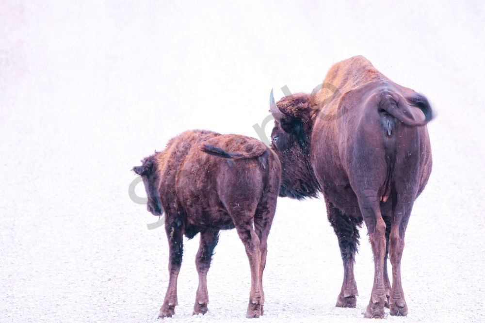 Wildlife 35.Jpg Photography Art | Photos By Regan