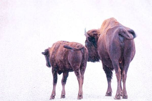 Wildlife 35.Jpg Photography Art | Photos By Regan