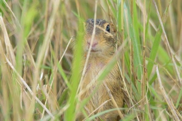 Wildlife 33.Jpg Photography Art | Photos By Regan