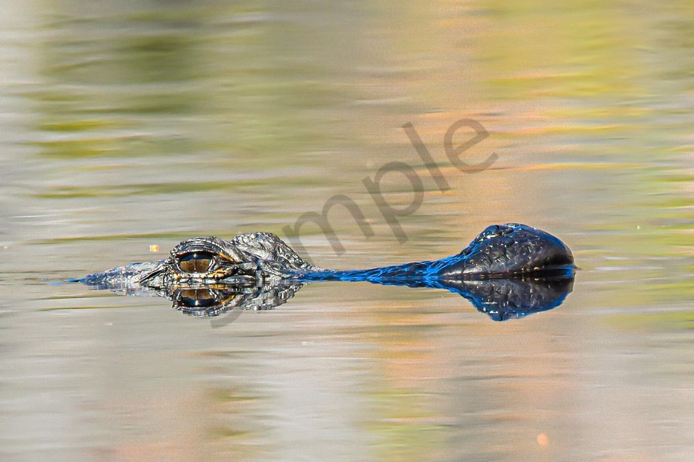 Wildlife 30.Jpg Photography Art | Photos By Regan