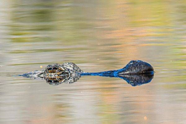 Wildlife 30.Jpg Photography Art | Photos By Regan