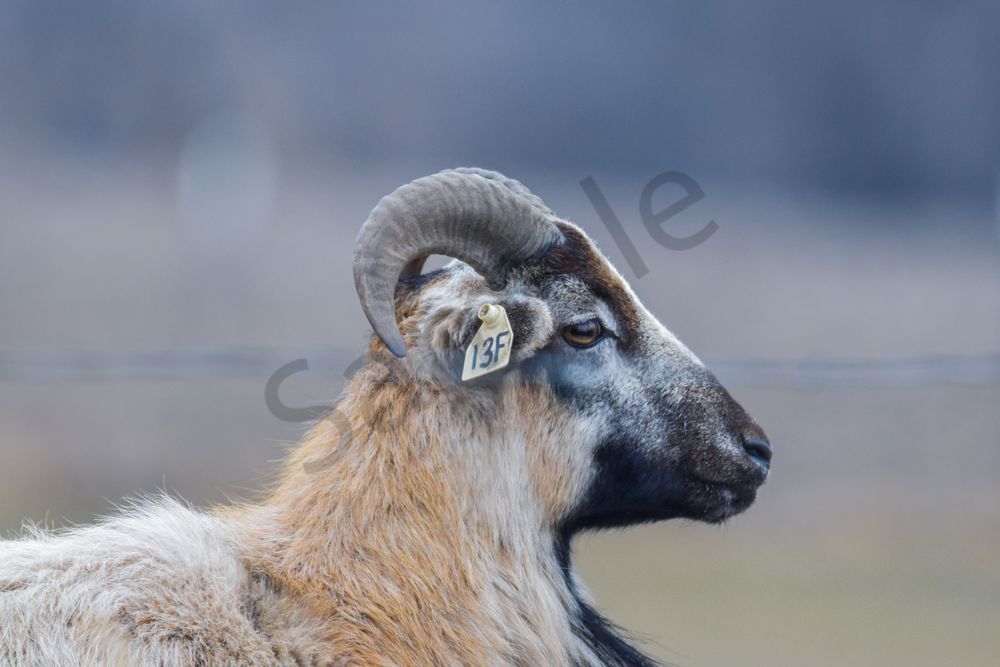 Wildlife 39.Jpg Photography Art | Photos By Regan