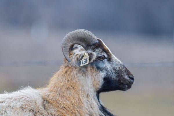 Wildlife 39.Jpg Photography Art | Photos By Regan