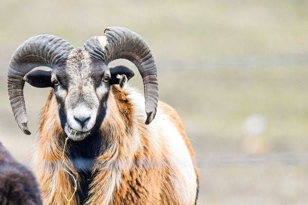 Wildlife 38.Jpg Photography Art | Photos By Regan