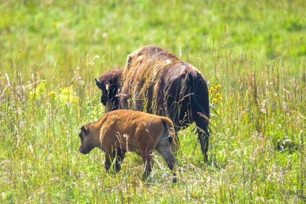 Wildlife 15.Jpg Photography Art | Photos By Regan