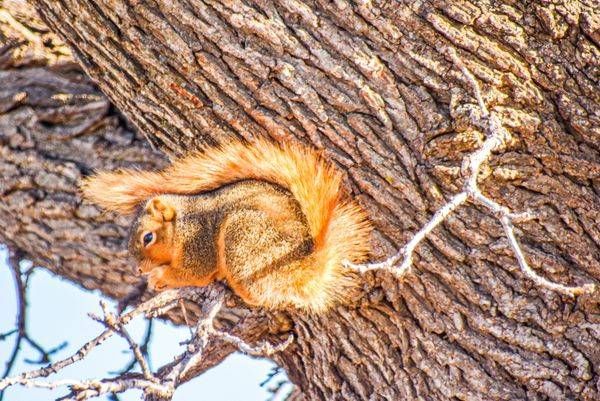 Wildlife 12.Jpg Photography Art | Photos By Regan
