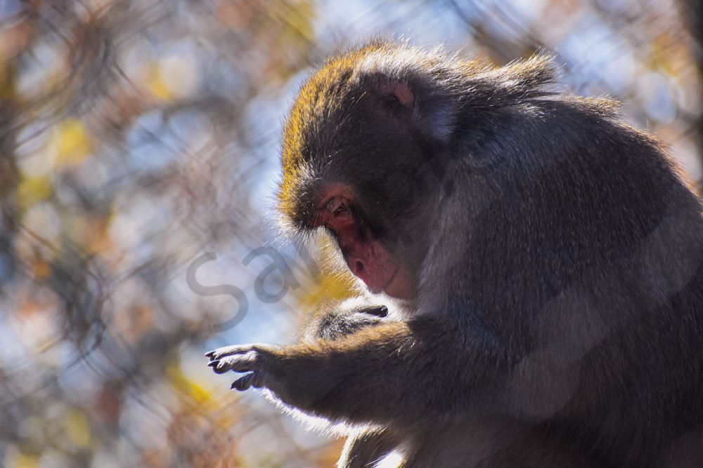 Wildlife 6.Jpg Photography Art | Photos By Regan