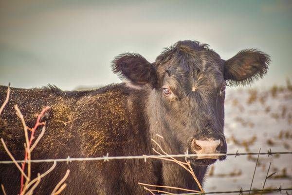 Wildlife 7.Jpg Photography Art | Photos By Regan