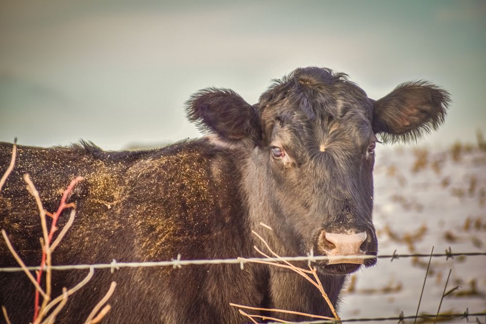 Wildlife 7.Jpg Photography Art | Photos By Regan