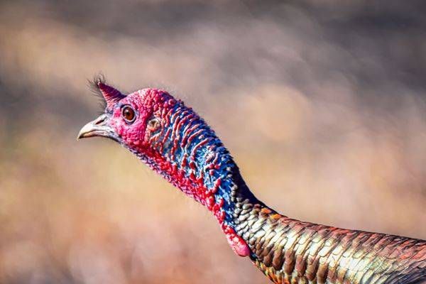 Turkeys 4 Photography Art | Photos By Regan