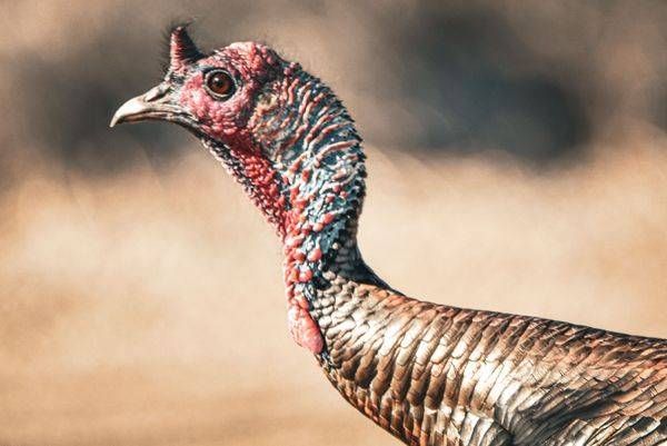 Turkeys 7 Photography Art | Photos By Regan