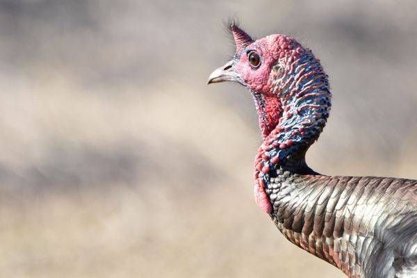 Turkeys 6 Photography Art | Photos By Regan