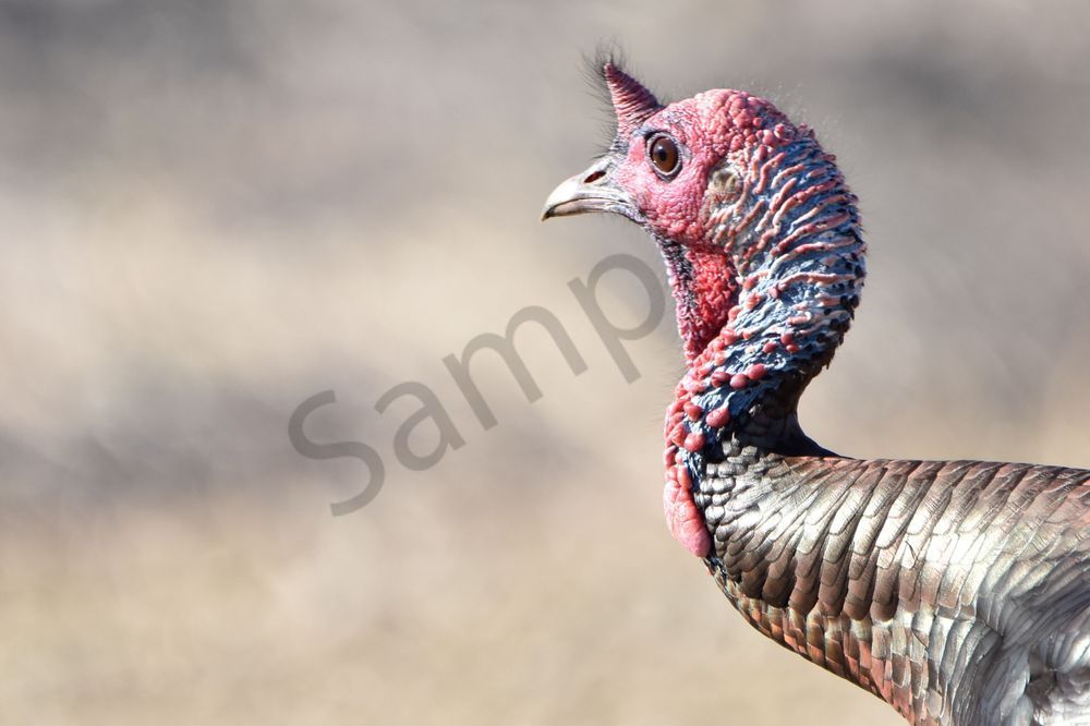 Turkeys 6 Photography Art | Photos By Regan