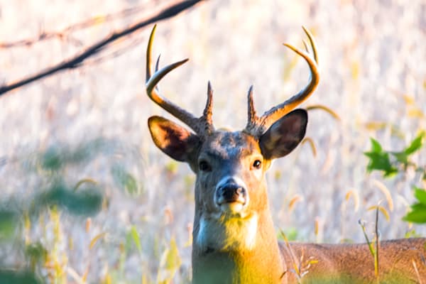 Dsc0327 Photography Art | Photos By Regan