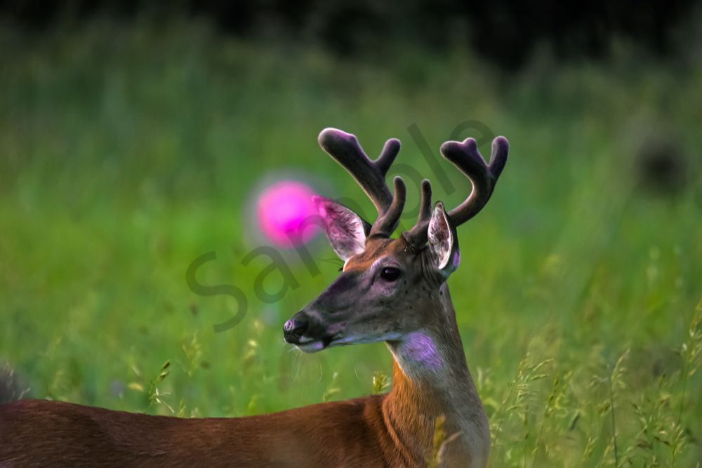 Dsc0254 Photography Art | Photos By Regan
