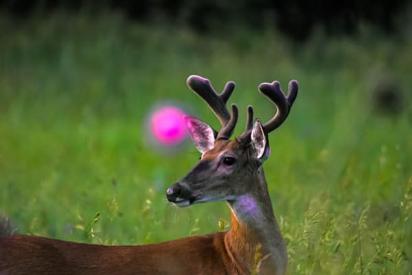 Dsc0254 Photography Art | Photos By Regan